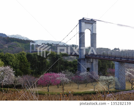 大倉、丹澤步道起點、羽田野戶川公園吊橋和春季的梅花 135282139
