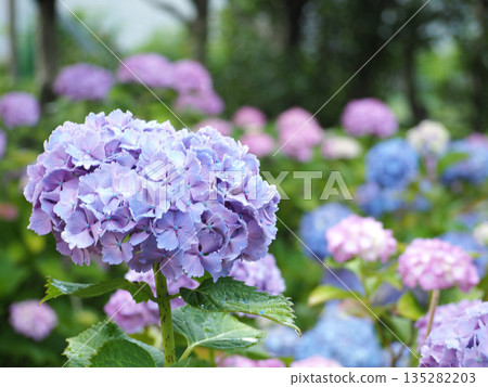 Hydrangea park flowers Hydrangea park flowers 135282203