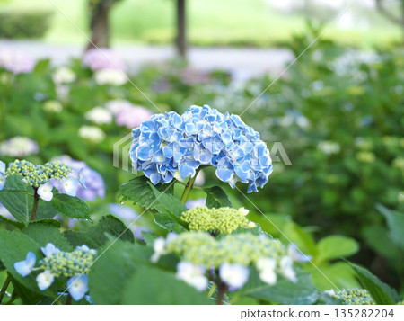 Blue hydrangea Blue hydrangea 135282204