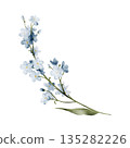 Blue forget-me-not flowers branch. Isolated watercolor clipart. Hand painted blossom illustration for spring and botanical designs, floral arrangements, greeting cards, invitations, scrapbooking. 135282226