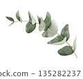 Eucalyptus branch with round leaves, isolated watercolor clipart. Hand painted botanical illustration for wedding stationery, invitations, greeting cards, branding, and modern decorative designs. 135282237