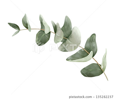 Eucalyptus branch with round leaves, isolated watercolor clipart. Hand painted botanical illustration for wedding stationery, invitations, greeting cards, branding, and modern decorative designs. Eucalyptus branch with round leaves, isolated watercolor clipart. Hand painted botanical illustration for wedding stationery, invitations, greeting cards, branding, and modern decorative designs. 135282237