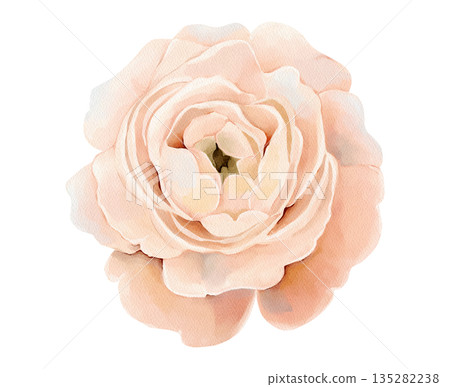 Soft pink flower in full bloom, isolated watercolor clipart. Hand painted spring floral illustration for wedding stationery, Easter designs, greeting cards, prints and delicate decorations. Soft pink flower in full bloom, isolated watercolor clipart. Hand painted spring floral illustration for wedding stationery, Easter designs, greeting cards, prints and delicate decorations. 135282238