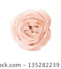 Pink ranunculus flower, isolated watercolor clipart. Hand painted spring floral illustration for Easter designs, greeting cards, invitations, posters, stationery, and romantic decorative compositions. 135282239