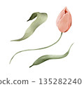 Soft pink tulip with leaves, isolated watercolor clipart set. Hand painted spring floral illustration for Easter themes, wedding stationery, greeting cards, invitations, prints and decorative designs. 135282240