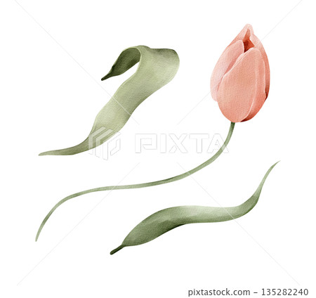 Soft pink tulip with leaves, isolated watercolor clipart set. Hand painted spring floral illustration for Easter themes, wedding stationery, greeting cards, invitations, prints and decorative designs. Soft pink tulip with leaves, isolated watercolor clipart set. Hand painted spring floral illustration for Easter themes, wedding stationery, greeting cards, invitations, prints and decorative designs. 135282240
