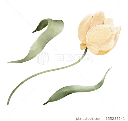 Yellow tulip flower with leaves, isolated watercolor clipart set. Hand painted spring floral illustration for Easter designs, greeting cards, invitations, stationery, and decorative compositions. Yellow tulip flower with leaves, isolated watercolor clipart set. Hand painted spring floral illustration for Easter designs, greeting cards, invitations, stationery, and decorative compositions. 135282241