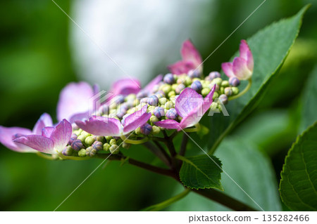 繡球花 繡球花 135282466