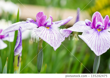 Rows of irises Rows of irises 135282475