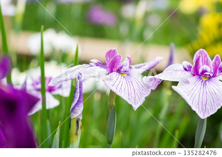 Rows of irises Rows of irises 135282476
