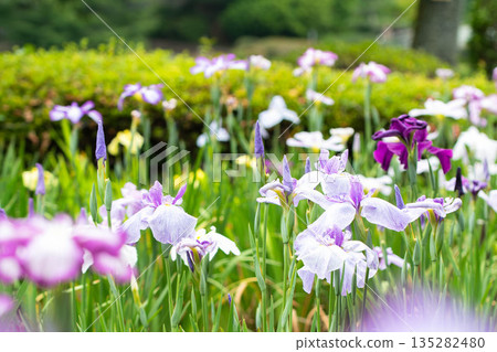 A group of irises 135282480