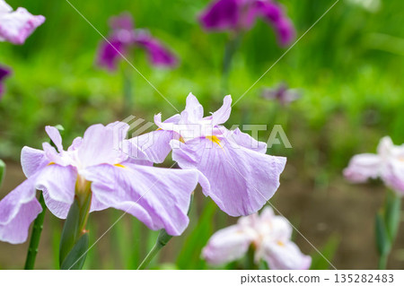 Up of iris gulls 135282483