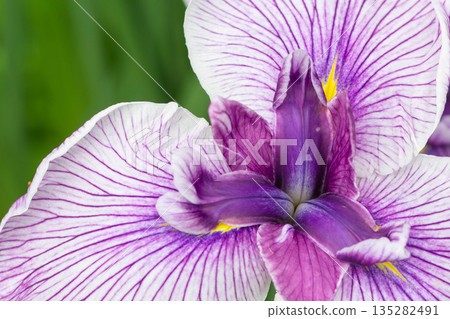 虹膜海鷗 135282491