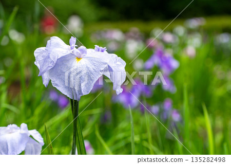 beautiful irises beautiful irises 135282498