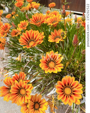 Colorful Gazania flowers Colorful Gazania flowers 135282522