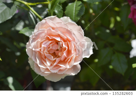 Rose Apricot Candy 135282603