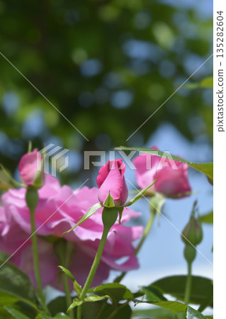 Rose Madame Louisa Rose Madame Louisa 135282604