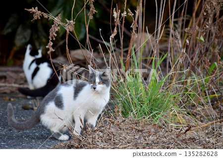 景觀與一隻貓 135282628