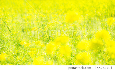油菜花開在春天的田野裡 135282701