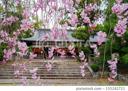 宗忠神社內，粉紅色的櫻花盛開。 135282721