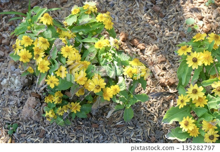 Cute Yellow Zinnia Flowers for Garden Decoration Cute Yellow Zinnia Flowers for Garden Decoration 135282797