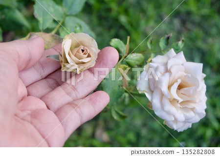 Hand Inspecting White Rose for Health and Pests 135282808