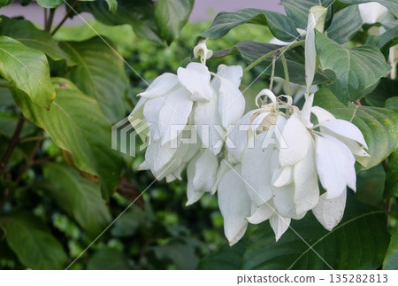 White Mussaenda Philippica Enhancing Garden Beauty Elegantly 135282813
