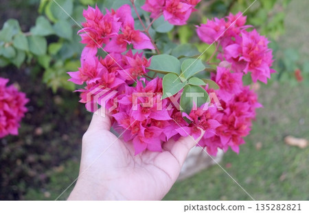 Hand Inspecting Pink Bougainvillea Bouquet for Quality Assessment 135282821