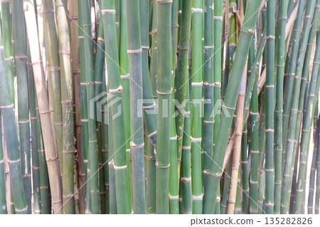Serene Bamboo Grove in Vibrant Green Serene Bamboo Grove in Vibrant Green 135282826