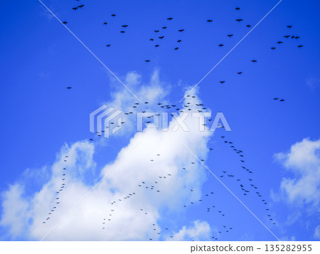 飛行在天空的鳥群 飛行在天空的鳥群 135282955