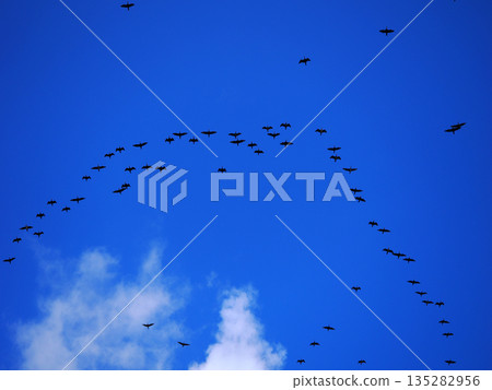 飛行在天空的鳥群 飛行在天空的鳥群 135282956