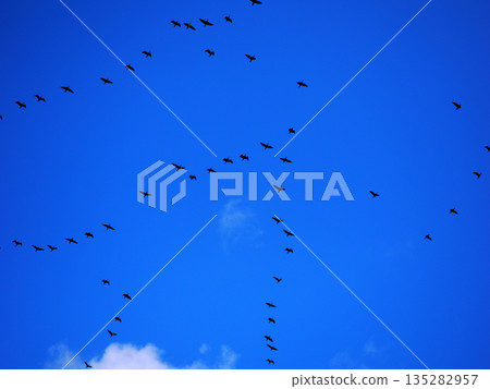 飛行在天空的鳥群 飛行在天空的鳥群 135282957