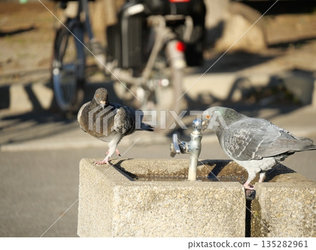 Two pigeons drinking water Two pigeons drinking water 135282961