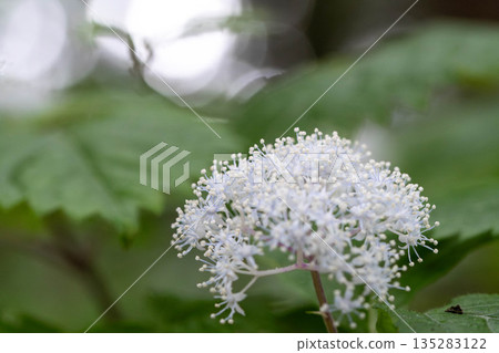 可愛的繡球花 135283122