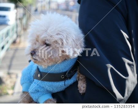 A toy poodle smiling with its owner holding hands during a walk A toy poodle smiling with its owner holding hands during a walk 135283354