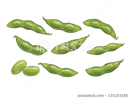 手繪毛豆插圖 135283380
