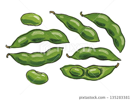 手繪毛豆插圖 135283381