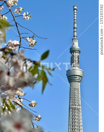 Landscape with sky tree and cherry blossoms Landscape with sky tree and cherry blossoms 135283392
