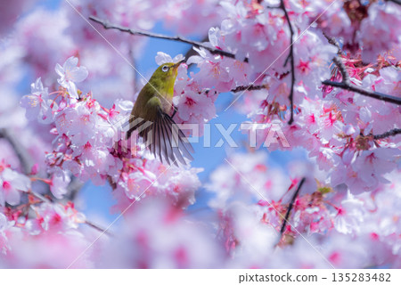 日本繡眼鳥在盛開的櫻花間飛翔 135283482