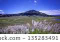 Swaying Japanese pampas grass and Aso grass in the clear autumn sky 135283491