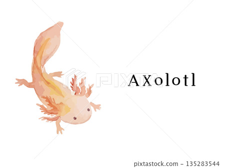 水彩風格的墨西哥鈍口蠑螈插圖 135283544