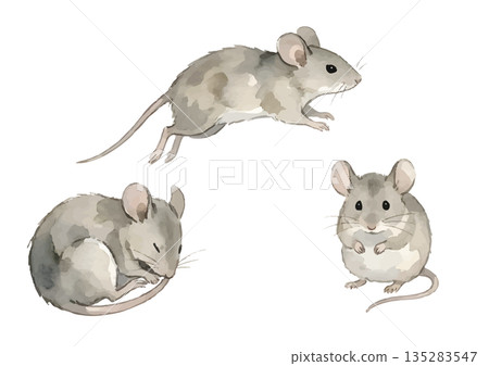 水彩風格的老鼠插圖 135283547
