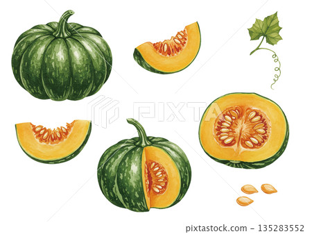 水彩南瓜插圖 135283552