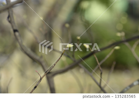 Spike witch hazel Spike witch hazel 135283565