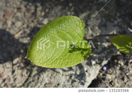 Eastern borage 135283566