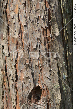 Incense cedar Aureovariegata Incense cedar Aureovariegata 135283567