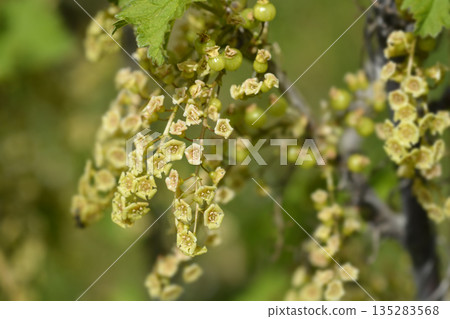 Red currant Red currant 135283568