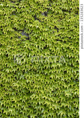 Boston Ivy Boston Ivy 135283623