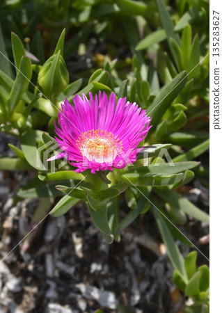 Red hottentot fig 135283627
