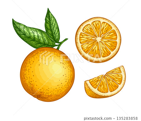 Orange set. Hand drawn engraving illustration Orange set. Hand drawn engraving illustration 135283858